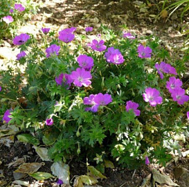 Герань кроваво-красная 'Вайолит'