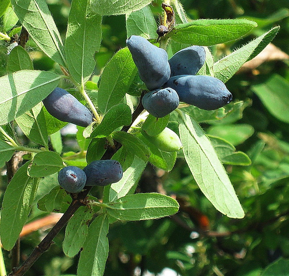 Жимолость съедобная 'Юлия'