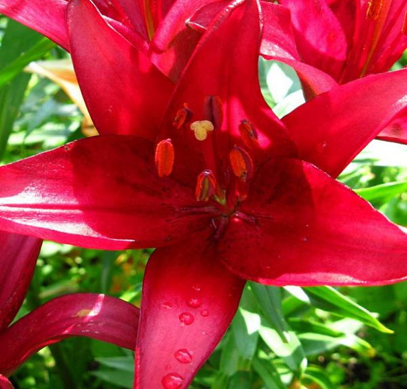 Лилия 'Эльградо' (фиолетово - вишневая)