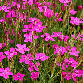 Гвоздика травянистая