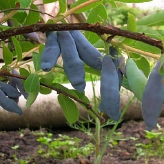 Жимолость съедобная 'Длинноплодная'