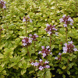 Тимьян лимоннопахнущий 'Ауреус'