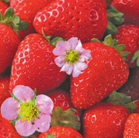 Земляника (клубника) 'Уралочка розовая'