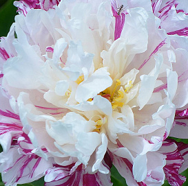 Пион молочноцветковый 'Кенди Страйп' ( бело-розовый)