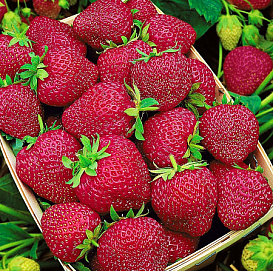 Земляника (клубника) 'Черри Берри'