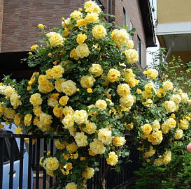 Роза 'Голден Шоверс' (плетистая) (желтая)