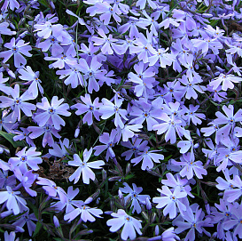 Флокс шиловидный 'Эмералд Кьюшн Блю'