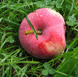 Яблоня домашняя 'Уэлси'