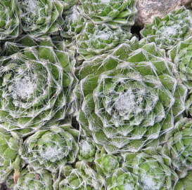 Молодило паутинистое