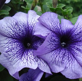 Петуния (сурфиния) гибридная 'Лимбо Блю Вейнд' (сине - фиолетовая)