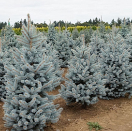 Ель колючая 'Блю Маунтин'