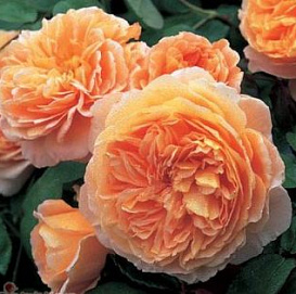 Роза 'Кроун Принцесса Маргарет' (шраб) (персиково - оранжевая)