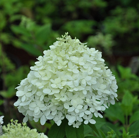 Гортензия метельчaтая