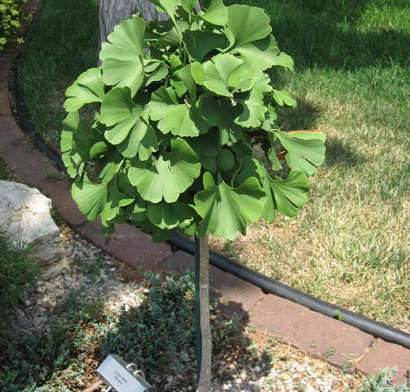 Гинкго билоба 'Марикен'