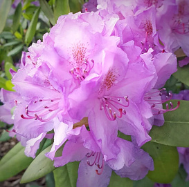 Рододендрон гибридный 'Пинк Леди'
