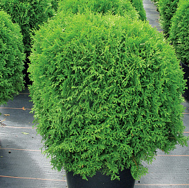 Туя западная 'Саласпилс'