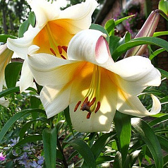 Лилия 'Гарден Эффеэр' (персиково - белая)
