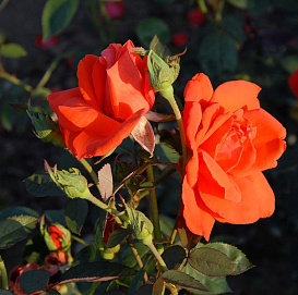 Роза 'Лав Стори' (чайно-гибридная)