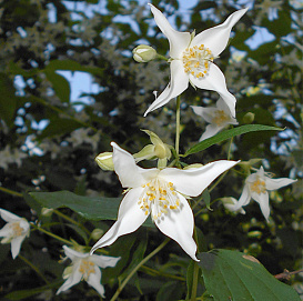 Чубушник венечный 'Фальконера'