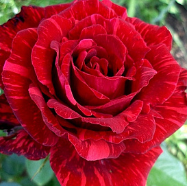 Роза 'Интуишн' (чайно-гибридная) (красная)