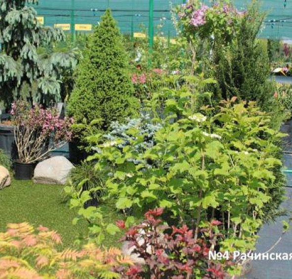 Ландшафтная композиция №4. Рачинская Марина