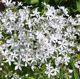 Флокс растопыренный 'Уайт Парфюм'