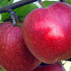 Яблоня домашняя 'Антей'