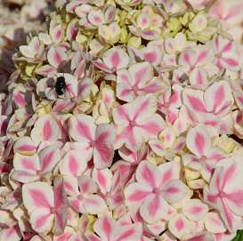 Гортензия крупнолистная 'Форевер энд Эвер Пепперминт'