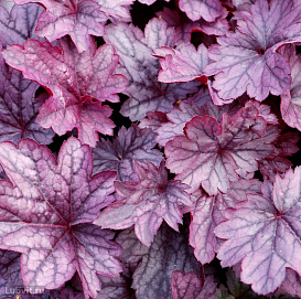 Гейхера гибридная 'Шанхай'