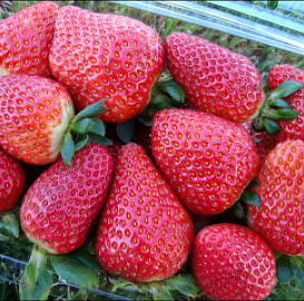 Земляника (клубника) садовая