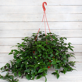 Традесканция ампельная (кашпо)