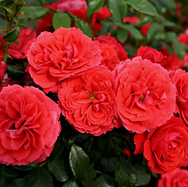 Роза 'Черри Герл' (флорибунда) (красная)