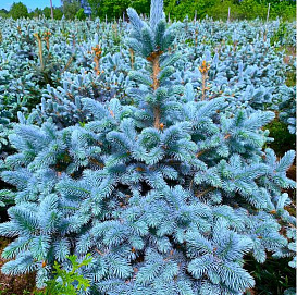 Ель колючая Супер Блю Сидлинг (Super Blue seedling)