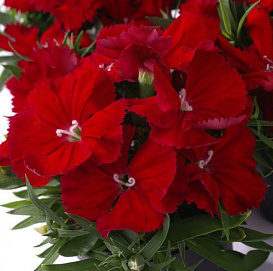 Гвоздика китайская 'Диана Скарлет' (алая)