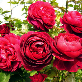 Роза 'Л.Д. Брайтвайт' (парковая) (винно - пурпурная)