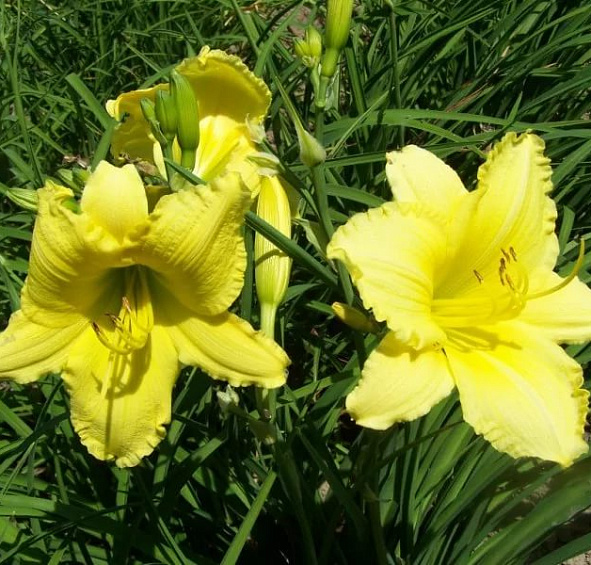 Лилейник поздний (Тунберга) 'Хэппи Ретернс'