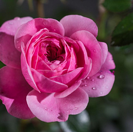 Роза 'Старлет Роуз Ева' (плетистая, шраб) (розовая)