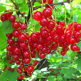 Смородина красная 'Андрейченко'