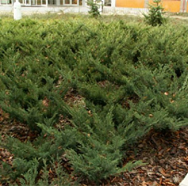 Можжевельник казацкий 'Глаука'