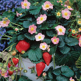 Земляника (клубника) 'Мерлан'