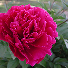 Пион молочноцветковый 'Луи ван Гутт' (малиновый)