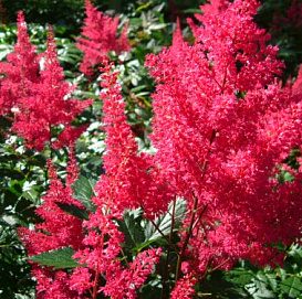Астильба японская 'Монтгомери' (красно - пурпурная)