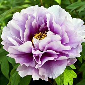 Пион древовидный 'Блю лотос' (фиолетово- белый)