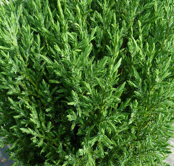 Можжевельник китайский 'Стрикта'