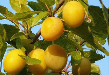 Слива 'Наташа'