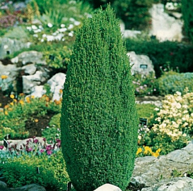 Можжевельник обыкновенный 'Компресса'