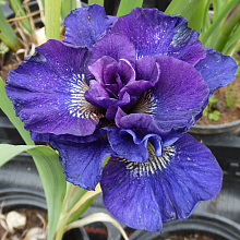 Ирис сибирский 'Конкорд Краш'