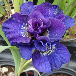 Ирис сибирский 'Конкорд Краш'