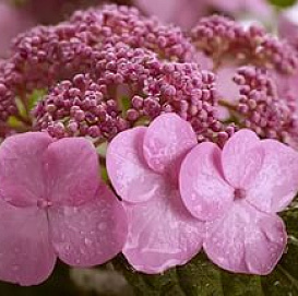 Гортензия крупнолистная 'Твист энд шаут Пинк'