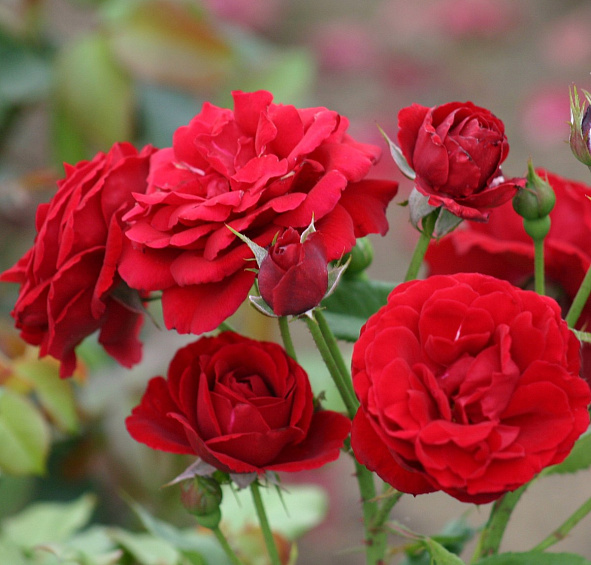 Роза 'Нина Вейбул' (флорибунда) (красная)